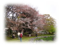 公園で桜を観賞